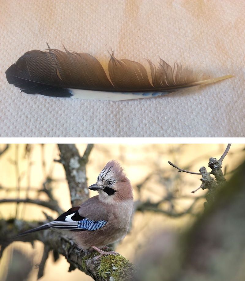 plume de Geai des chênes